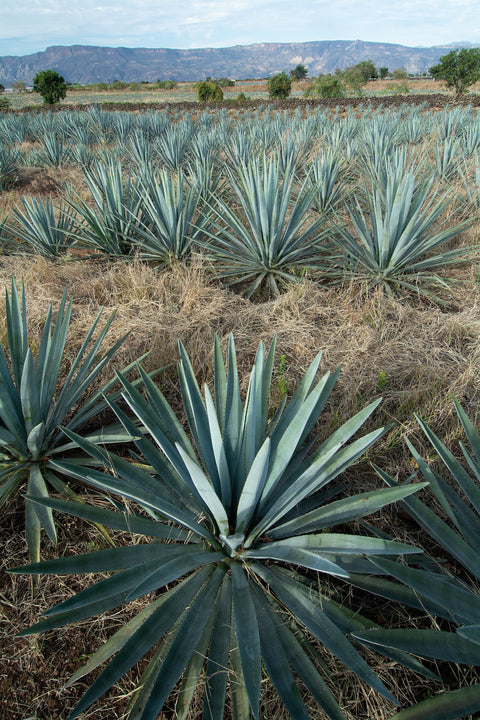 Mezcals and Tequilas